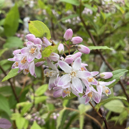 Deutzia Raspberry Sundae