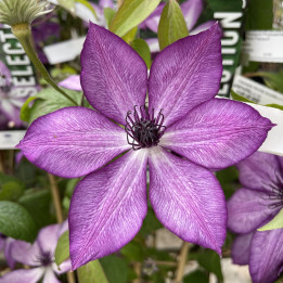 Clematis florida Lavallée n°1