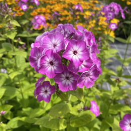 Phlox paniculata Purple Eye Flame
