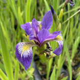 Iris versicolor