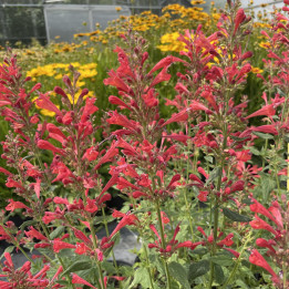 Agastache Kudos Red