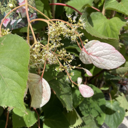Schizophragma hydrangeoides Roseum