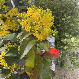 Mahonia aquifolium