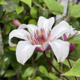 Clematis texensis Princess Kate