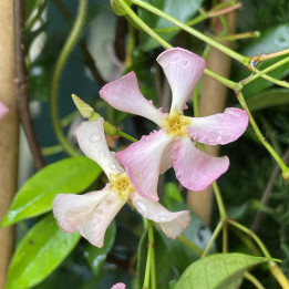 Trachelospermum asiaticum Pink