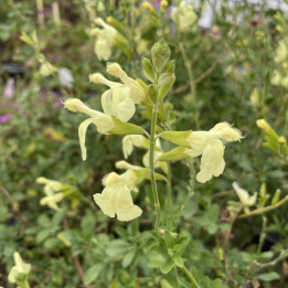 Salvia greggii Yellow