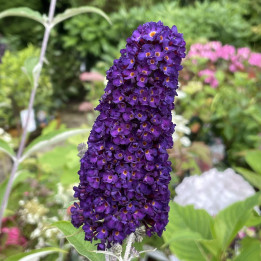 Buddleia Black Knight