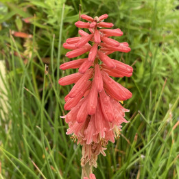 Fleur du Kniphofia Redhot Popsicle