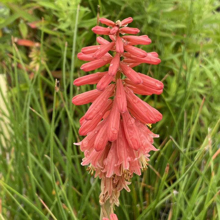 Fleur du Kniphofia Redhot Popsicle