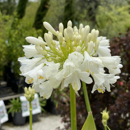 Agapanthe x Arctic Star
