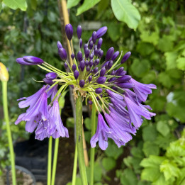 Agapanthe Poppin Purple