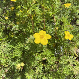 Potentilla fruticosa Goldfinger