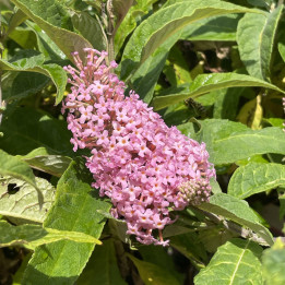 Buddleja Butterfly Candy Little Pink | Arbre aux papillons