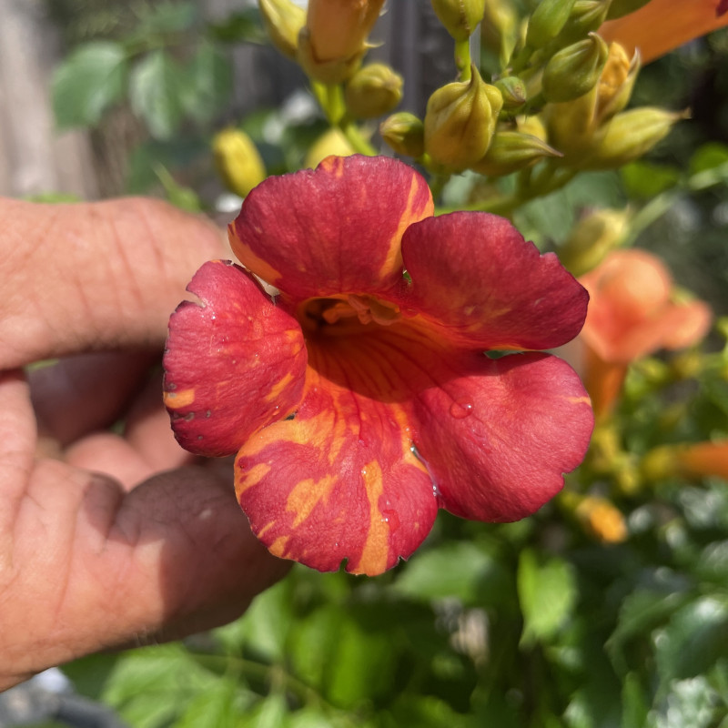Plante Grimpante Campsis Radicans 'Flava' XL - Trompette Jaune - Pot 17 Cm, Hauteur 110 Cm - Rustique, Croissance Rapide