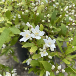 Deutzia gracilis Nikko