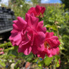 Rosier Décorosiers Emera