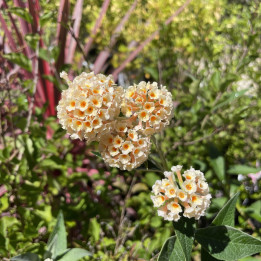 Buddleia weyeriana Sungold