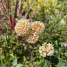 Buddleia weyeriana Sungold