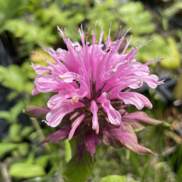 Monarda Beauty of Cobham