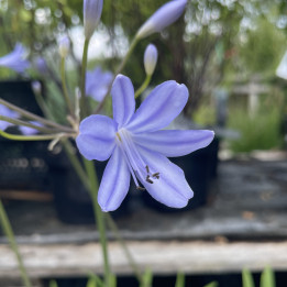 Agapanthe Little Amethyst