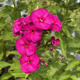 Phlox paniculata The King