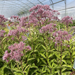 Eupatorium dubium Baby Joe