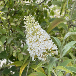 Buddleia davidii White Profusion