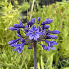 Agapanthus Black in Black