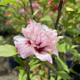 Hibiscus syriacus French Cabaret Pastel