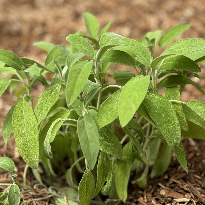Sauge officinale