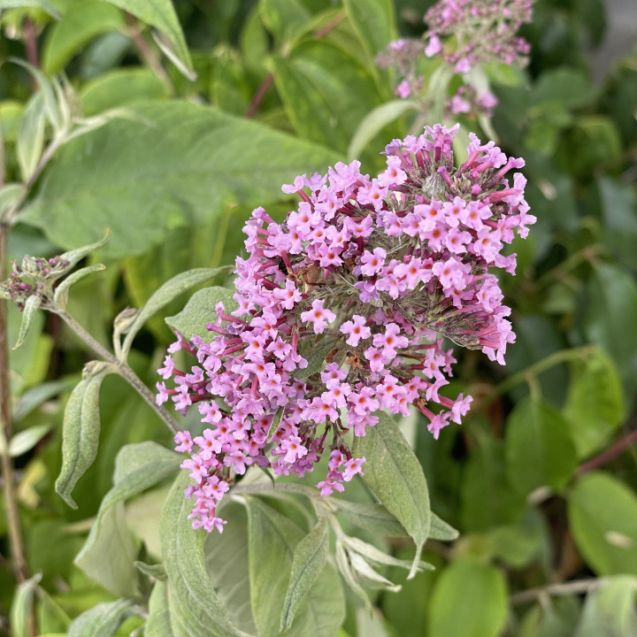 Buddleia davidii Pink Delight
