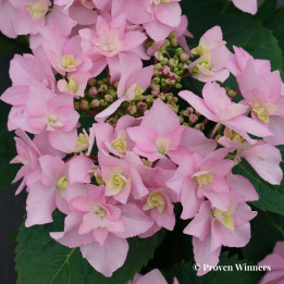 Hydrangea serrata Pink Sweethearts