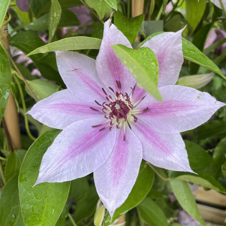 Clematis Nelly Moser