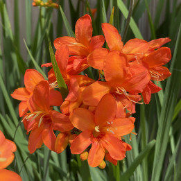 Floraison du Crocosmia Okavango