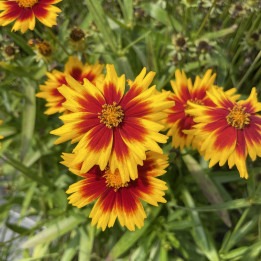 Floraison du Coreopsis Solar® Jewel