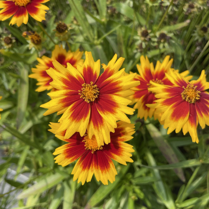Floraison du Coreopsis Solar® Jewel