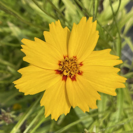 Coreopsis grandiflora Solar® Mellow