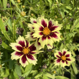 Floraison du Coreopsis grandiflora Solar® Fancy