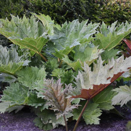 Rheum palmatum Tanguticum