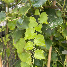 Parthenocissus tricuspidata Robusta