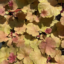 Heuchera Heart of Gold