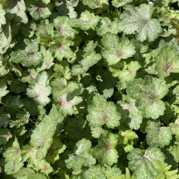 Heuchera Snowy Panky