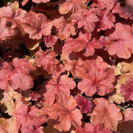 Heuchera Fire Alarm