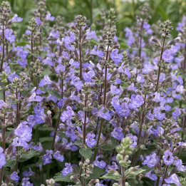 Nepeta Purrsian Blue
