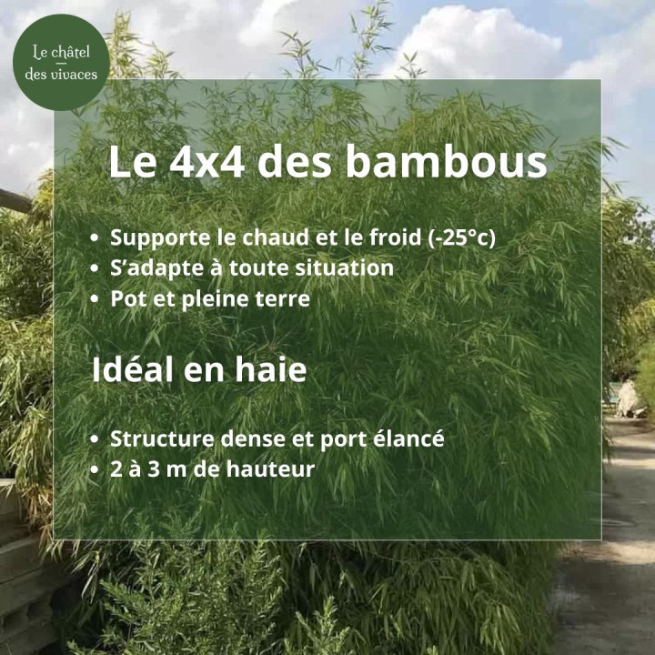 Caractéristiques Bambou Fargesia rufa
