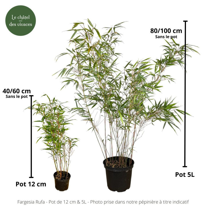 Taille pot Bambou Fargesia rufa
