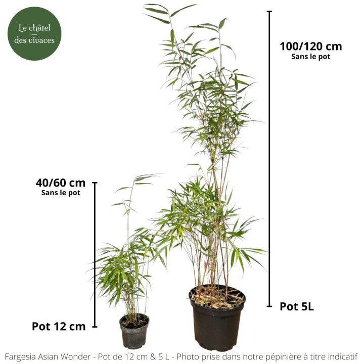 Pot Bambou Fargesia scabrida Asian Wonder
