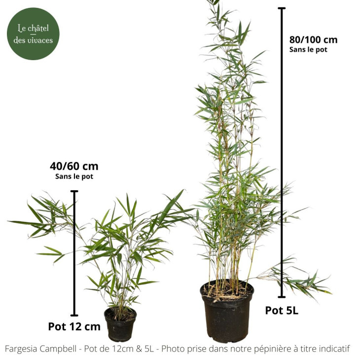 Taille à la livraison du Bambou Fargesia robusta Campbell
