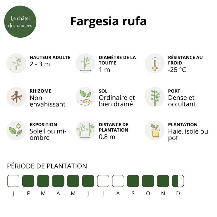 Informations Bambou Fargesia rufa