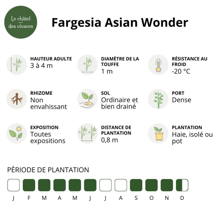 Information Bambou Fargesia Asian Wonder